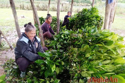 Rộn ràng chè Gay ngày Tết