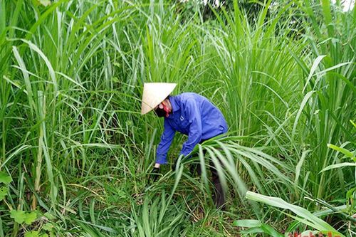 Trồng cỏ vỗ béo trâu, bò thu nhập cao