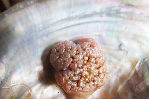 Tìm thấy viên ngọc trai có hình thù kỳ dị ở Quảng Bình