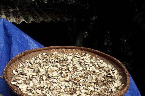 Bài thuốc lợi sữa giá 'rẻ bèo' cực hiệu nghiệm chỉ từ cây lá rừng