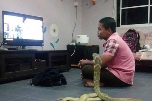Chàng trai Thái sống hạnh phúc với vợ là... rắn hổ mang