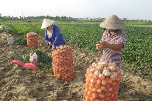 Hiệu quả từ những vùng rau màu chuyên canh