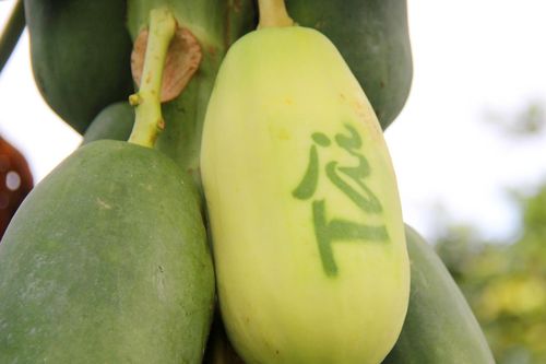 Khắc chữ lên đu đủ, dừa, xoài để bán Tết