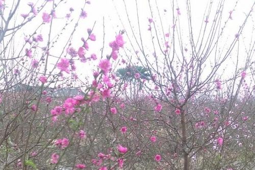 Người dân trồng đào đứng ngồi không yên vì hoa nở sớm