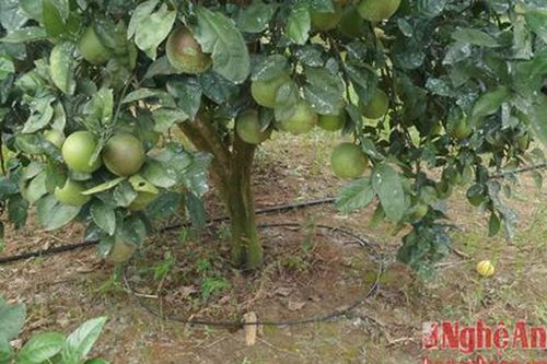 Công nghệ tưới nhỏ giọt tiết kiệm, hiệu quả, tăng năng suất cây trồng