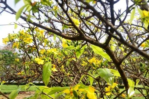 Vườn hoàng mai cổ thụ bung nở, khoe sắc đón nắng xuân