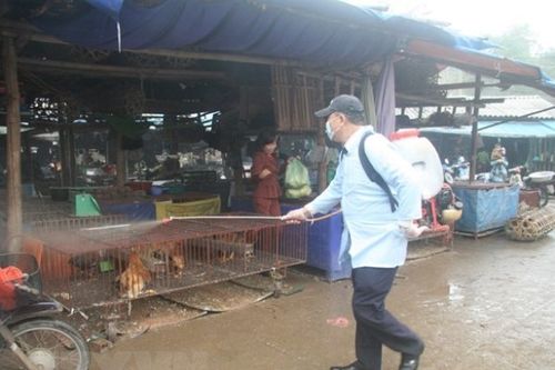 Triển khai tháng vệ sinh, tiêu độc khử trùng phòng dịch cúm gia cầm