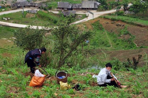 Đất của người dân tộc thiểu số có được miễn lệ phí trước bạ không?