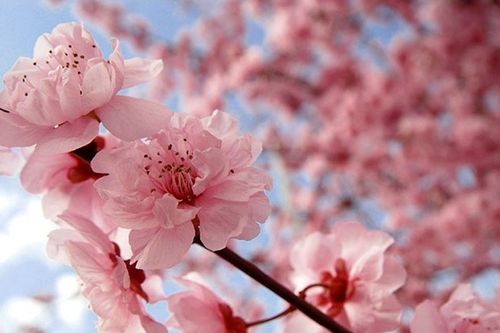 Hoa anh đào - Quốc hoa của Nhật Bản và những ý nghĩa ít người biết đến
