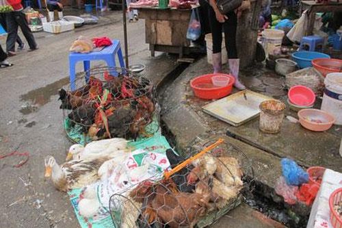 Giám sát các trường hợp viêm phổi nặng để phòng, chống cúm A/H7N9