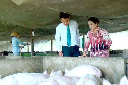 Cơ cấu lại thời hạn trả nợ cho khách hàng vay chăn nuôi lợn