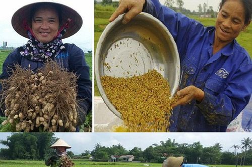 Niềm vui lạc, lúa vụ xuân được mùa