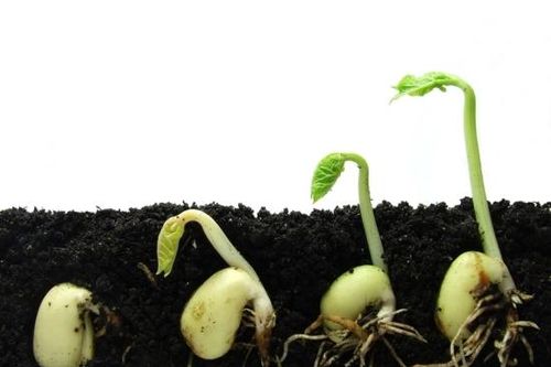 Phát hiện mới của giới khoa học Anh: Hạt giống cũng có 'não bộ'