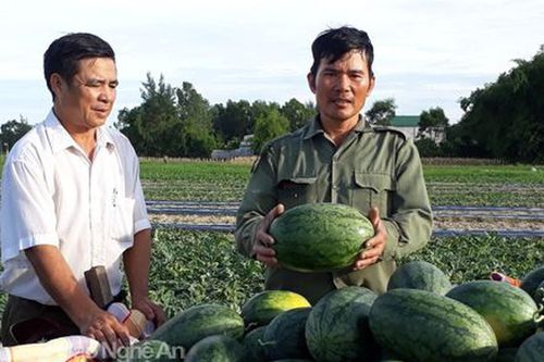 Dưa hấu phủ ni lông lãi 10 triệu đồng/sào