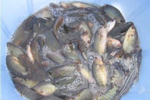 Xem cao thủ bắt đàn cá rô đồng chỉ bằng một cái hố ở Hà Nội