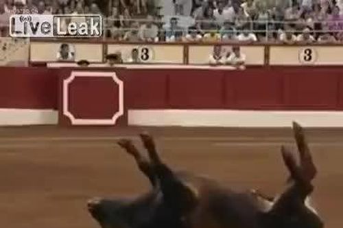 Húc quá hăng, bò tót cắm sừng xuống đất, ngã chổng vó lên trời