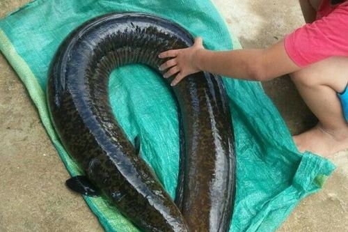 Cá chình 'khủng' nặng 14kg mắc câu cần thủ Quảng Ngãi