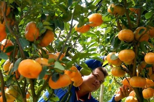 Cam, quýt miền Tây bỗng nhiên rớt giá còn hơn 10.000 đồng/kg