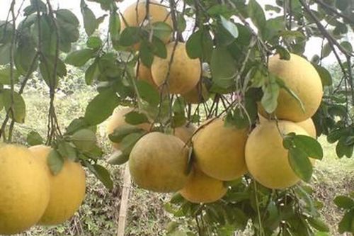 Ngọt thơm bưởi Diễn trồng trên đất Thanh Chương
