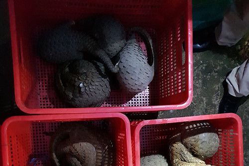 Truy quét các đường dây buôn bán động vật hoang dã xuyên quốc gia