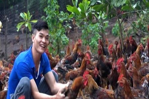 Chỉ chăn nuôi gà, chàng thanh niên dân tộc Dao thu tiền tỷ mỗi năm