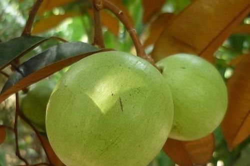 Hai tấn vú sữa đầu tiên đi Mỹ
