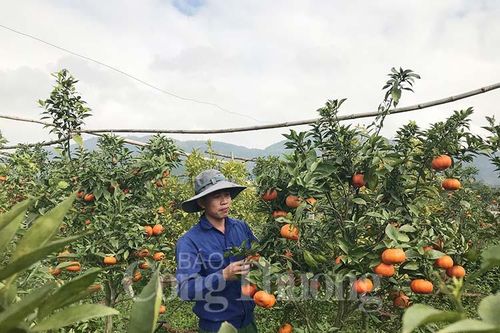 Nghệ An- Nông dân thời 'công nghệ' chuẩn bị nguồn cung phục vụ Tết