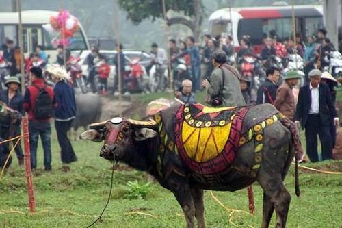Chiêm ngưỡng trâu 'làm người mẫu' tại lễ Tịch Điền