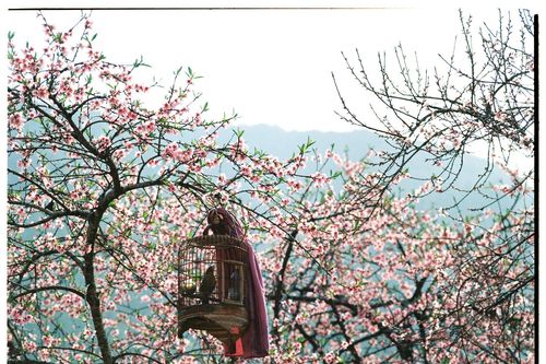 Bộ ảnh phim tuyệt đẹp về cao nguyên đá Hà Giang mùa xuân