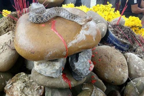 Kiểm lâm bắt 'rắn thần', người dân mới chịu rời hiện trường