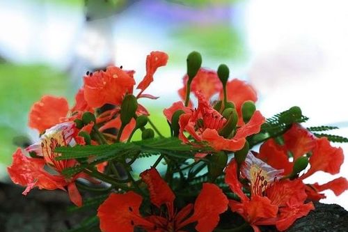 Phượng về rực thắp lửa tháng 5
