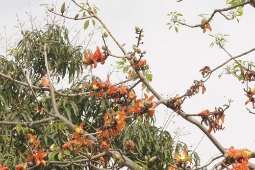 Chùm ảnh: Nao lòng sắc hoa gạo đỏ rực trời thương nhớ tháng Ba Hà Nội