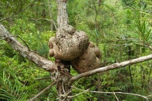Nấm ăn và nấm thuốc chữa bệnh