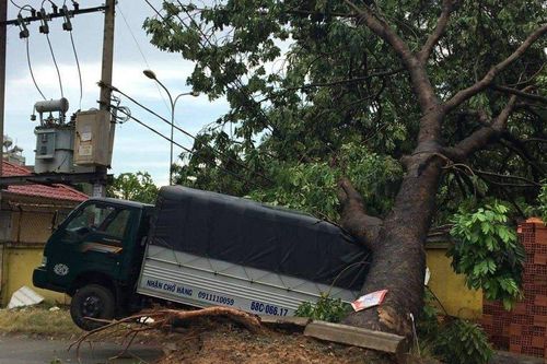 Cây xanh bật gốc, đè gãy trụ điện và sập nhà dân trong mưa dông ở TP.HCM