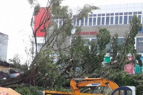 Đang xử lý hiện trường vụ cây đa cổ thụ ngã đè sập nhiều cửa hàng