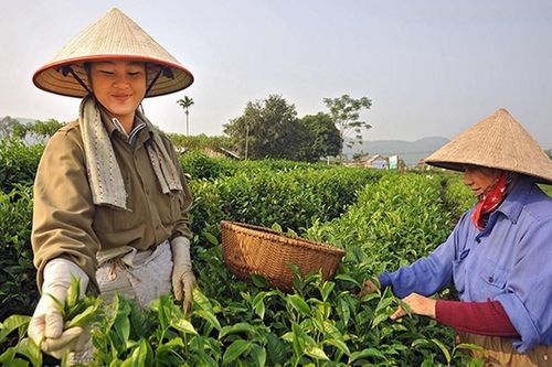 Thái Nguyên phát triển diện tích chè giống mới