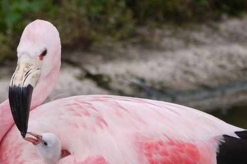 Châu Âu nắng nóng kỷ lục, hồng hạc bất ngờ đẻ trứng sau 15 năm
