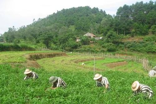 Việc tha tù trước thời hạn có điều kiện: Khuyến khích người đang chấp hành án phạt tù ăn năn hối cải