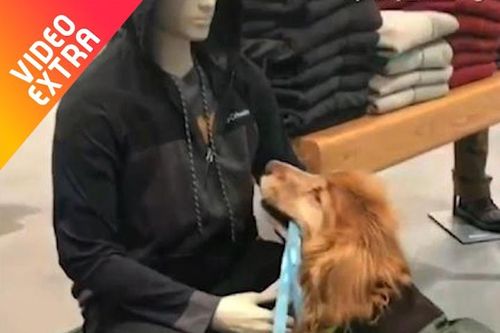 Chú chó tội nghiệp vẫy đuôi với ma-nơ-canh để được vuốt ve