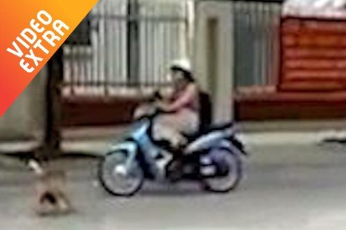Chó mẹ liều mình cầu cứu người đi đường giúp chó con bị thương