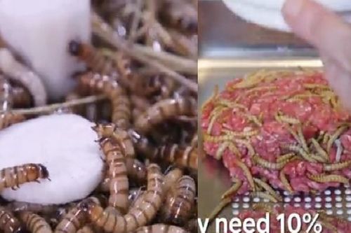 Trang trại bán ra sâu làm nguyên liệu nhà hàng