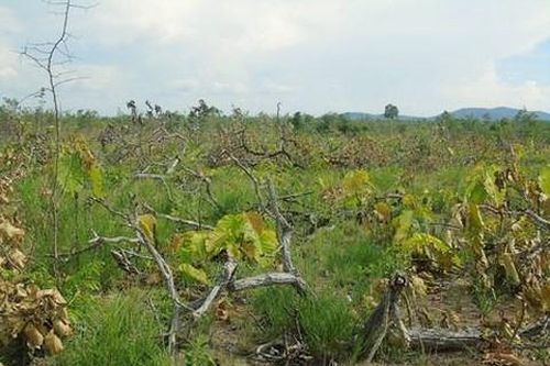 Khởi tố thanh niên xưng phóng viên tham gia phá rừng