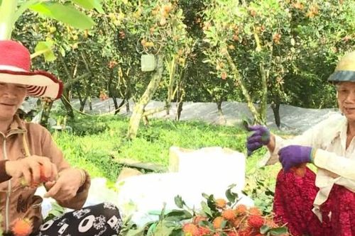 Mùa chôm chôm không 'được mùa mất giá' hiếm thấy