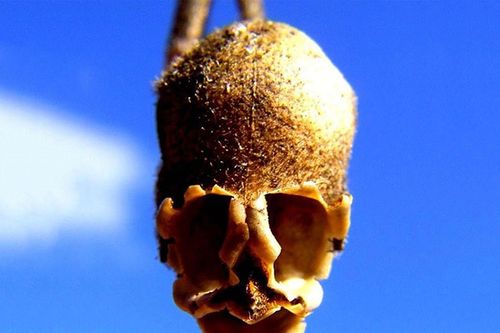 Nổi da gà với các loài thực vật 'hóa trang' phong cách Halloween