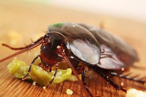 Gián cắn nên bôi thuốc gì?