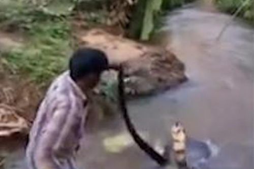 'Thầy rắn' Ấn Độ tay không giải cứu hổ mang chúa khổng lồ