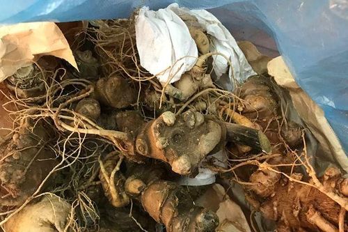 Tuồn sâm giả Ngọc Linh lên vùng sâm ở Quảng Nam rao bán