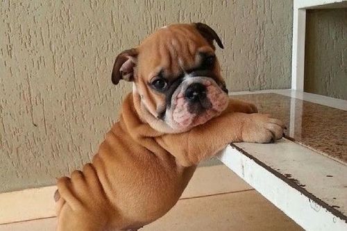 15 hình ảnh về chó Bully khiến bạn mỉm cười