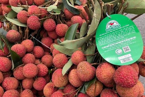 Vải thiều Lục Ngạn được bảo hộ tại 7 nước trên thế giới