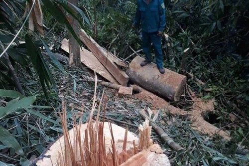 Khám nghiệm hiện trường để khởi tố vụ án phá rừng tại Kon Tum